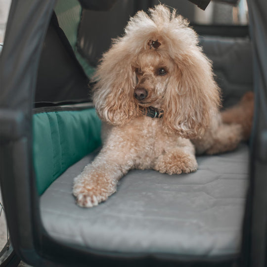 Thule Bexey dog bed M - 800006