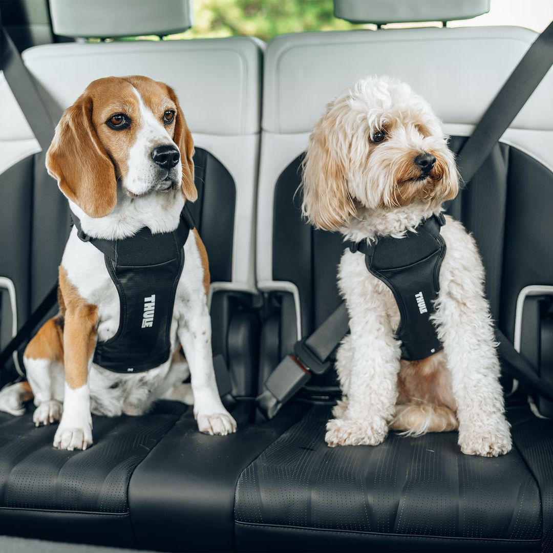 Thule Cappy dog car harness L - 711003