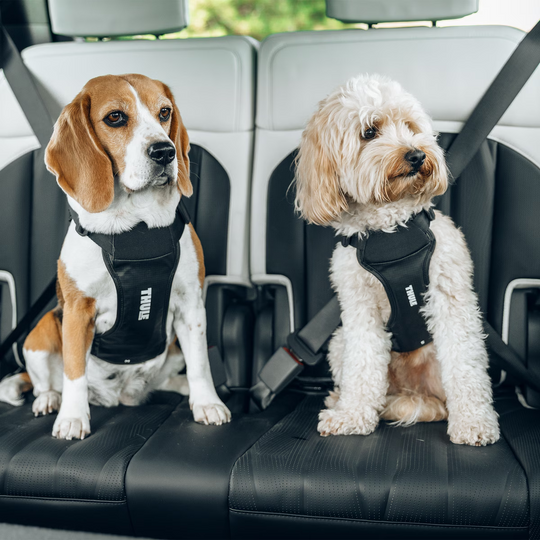 Thule Cappy dog car harness L - 711003